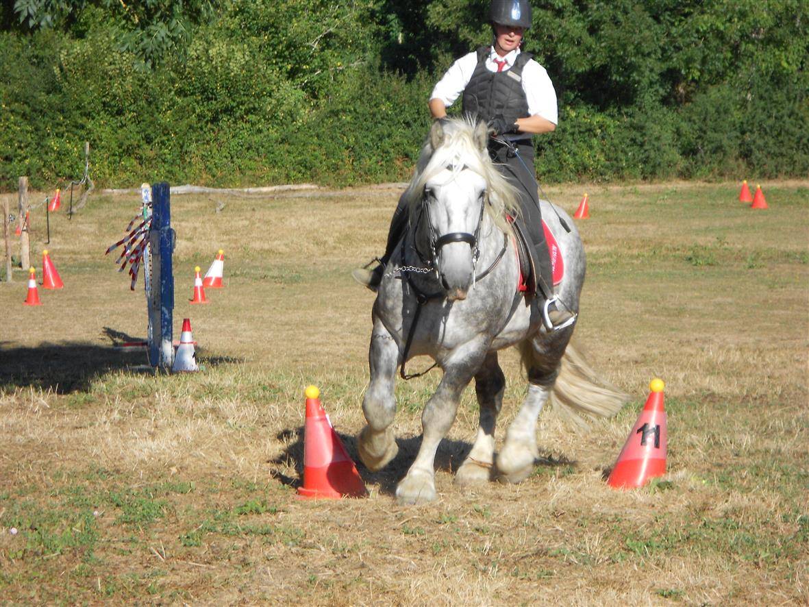 Dekhengst Percheron Te koop 2017 Schimmel ,  vasco de theuret