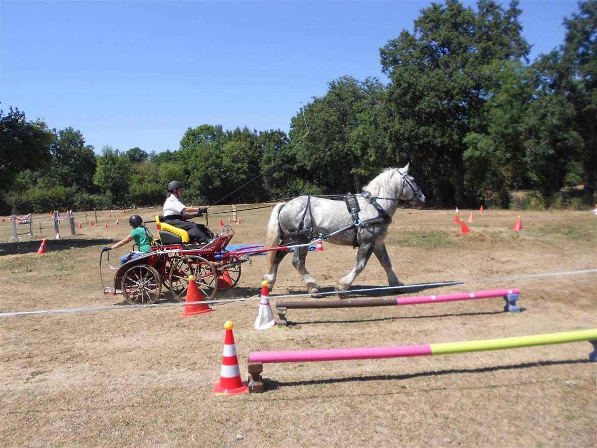Dekhengst Percheron Te koop 2017 Schimmel ,  vasco de theuret