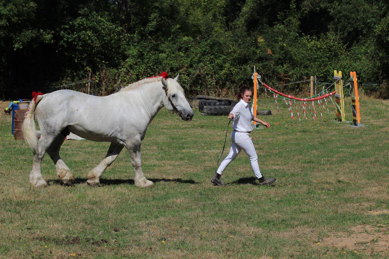 Dekhengst Percheron Te koop 2017 Schimmel ,  vasco de theuret