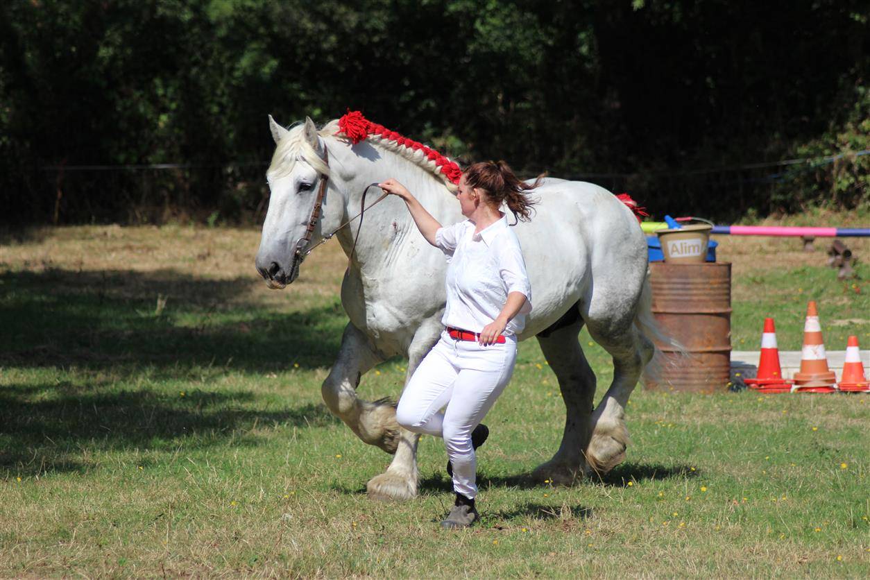 Dekhengst Percheron Te koop 2017 Schimmel ,  vasco de theuret