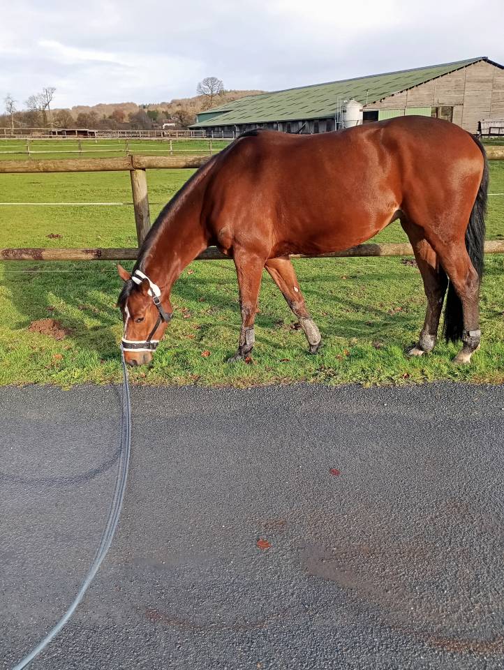 Merrie Selle Fran&ccedil;ais Te koop 2021 Donker bruin / bai ,  fighter semilly