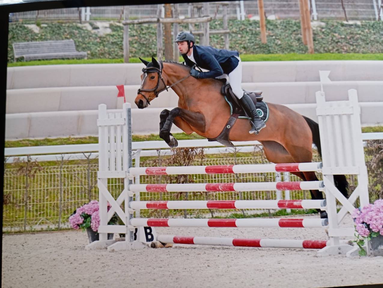 Merrie Selle Fran&ccedil;ais Te koop 2021 Donker bruin / bai ,  fighter semilly