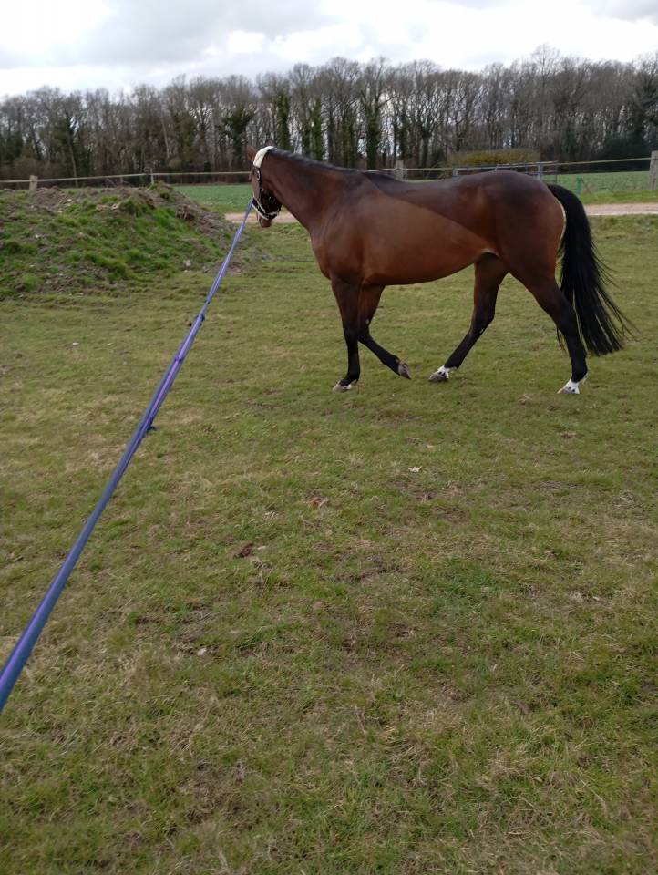 Merrie Selle Fran&ccedil;ais Te koop 2021 Donker bruin / bai ,  fighter semilly
