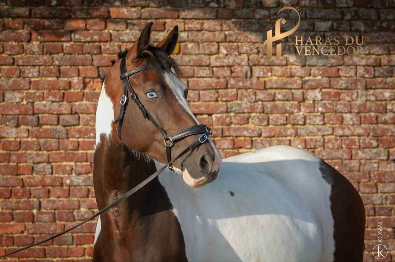 Draagmerrie Oldenburger Te koop 2015 Bontzwart ,  Tolegro