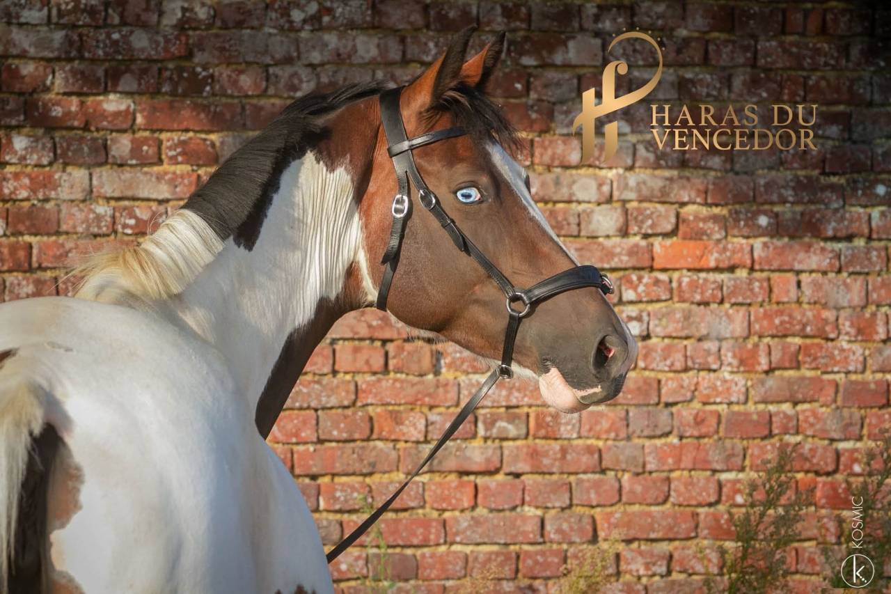 Draagmerrie Oldenburger Te koop 2015 Bontzwart ,  Tolegro