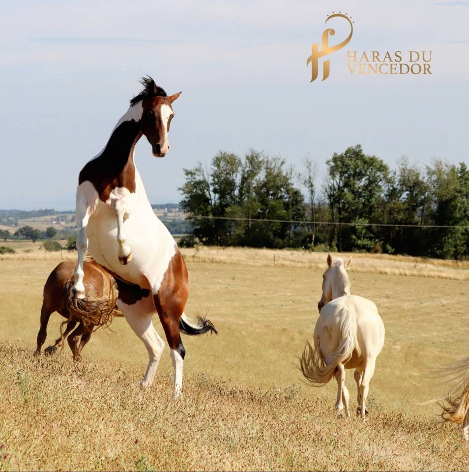 Draagmerrie Oldenburger Te koop 2015 Bontzwart ,  Tolegro