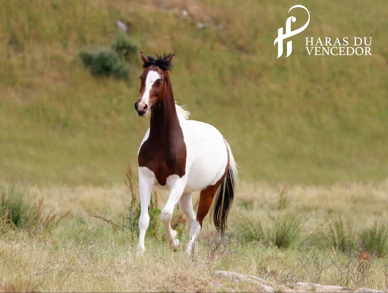 Draagmerrie Oldenburger Te koop 2015 Bontzwart ,  Tolegro