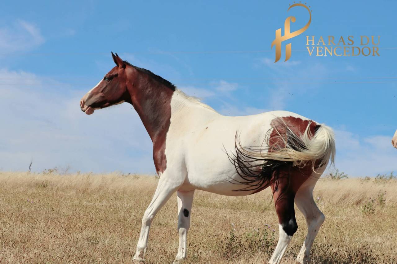 Draagmerrie Oldenburger Te koop 2015 Bontzwart ,  Tolegro