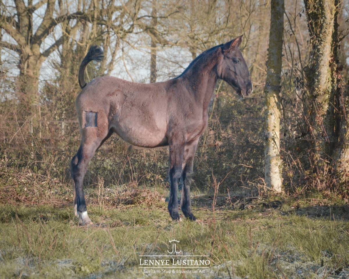 Veulen (vr) Lusitano Te koop 2025 Muisgrijs ,  Onyx des Ocres