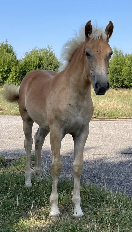 Veulen (vr) Haflinger Te koop 2025 Vos