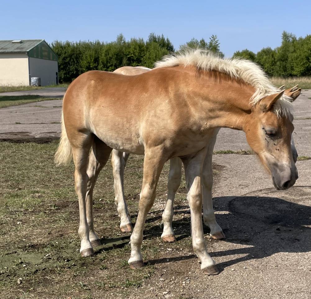 Veulen (vr) Haflinger Te koop 2025 Vos