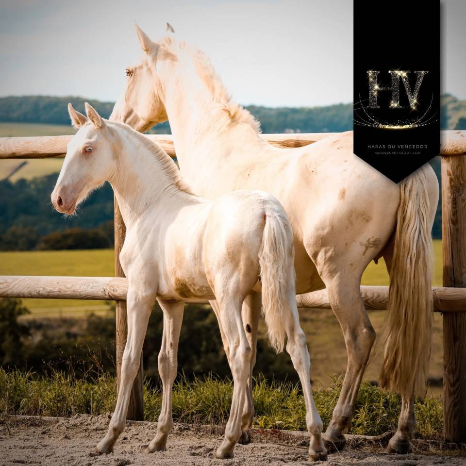 Veulen (ml) Lusitano Te koop 2025 Cr&egrave;me ,  Ouro JCL