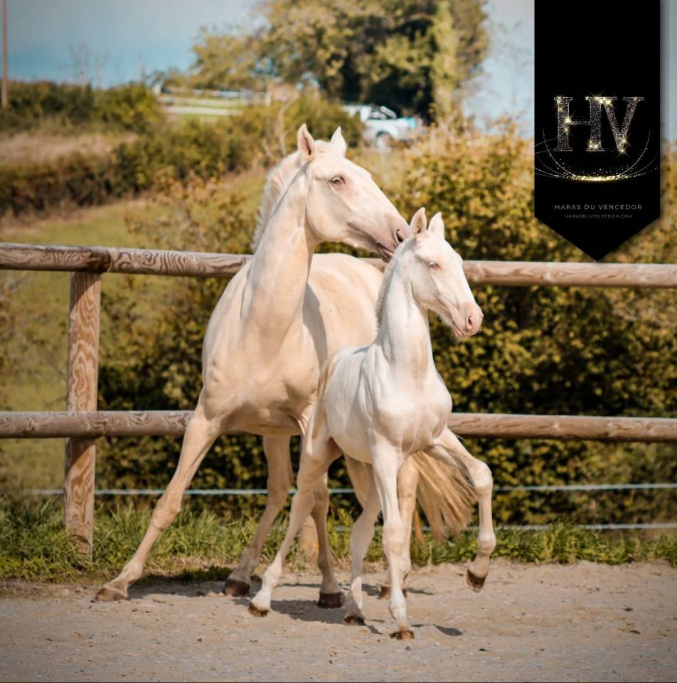 Veulen (ml) Lusitano Te koop 2025 Cr&egrave;me ,  Ouro JCL
