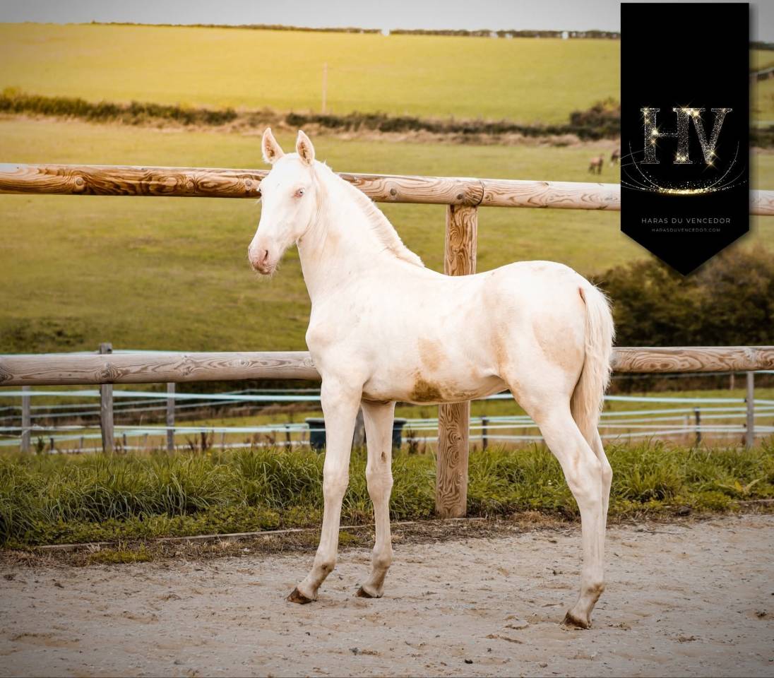 Veulen (ml) Lusitano Te koop 2025 Cr&egrave;me ,  Ouro JCL