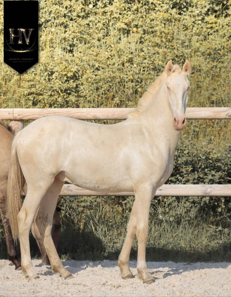 Veulen (ml) Lusitano Te koop 2025 Cr&egrave;me ,  Ouro JCL