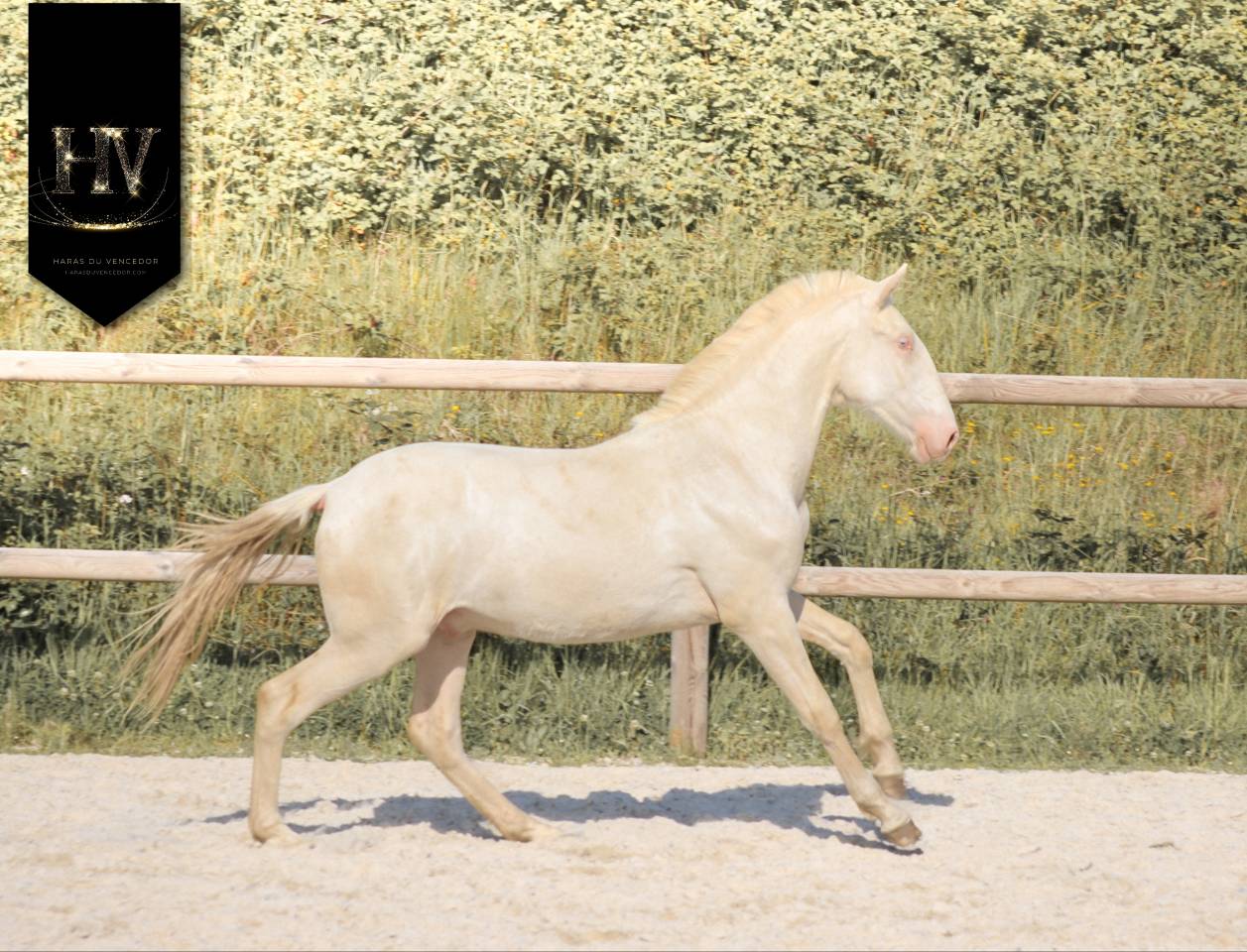 Veulen (ml) Lusitano Te koop 2025 Cr&egrave;me ,  Ouro JCL