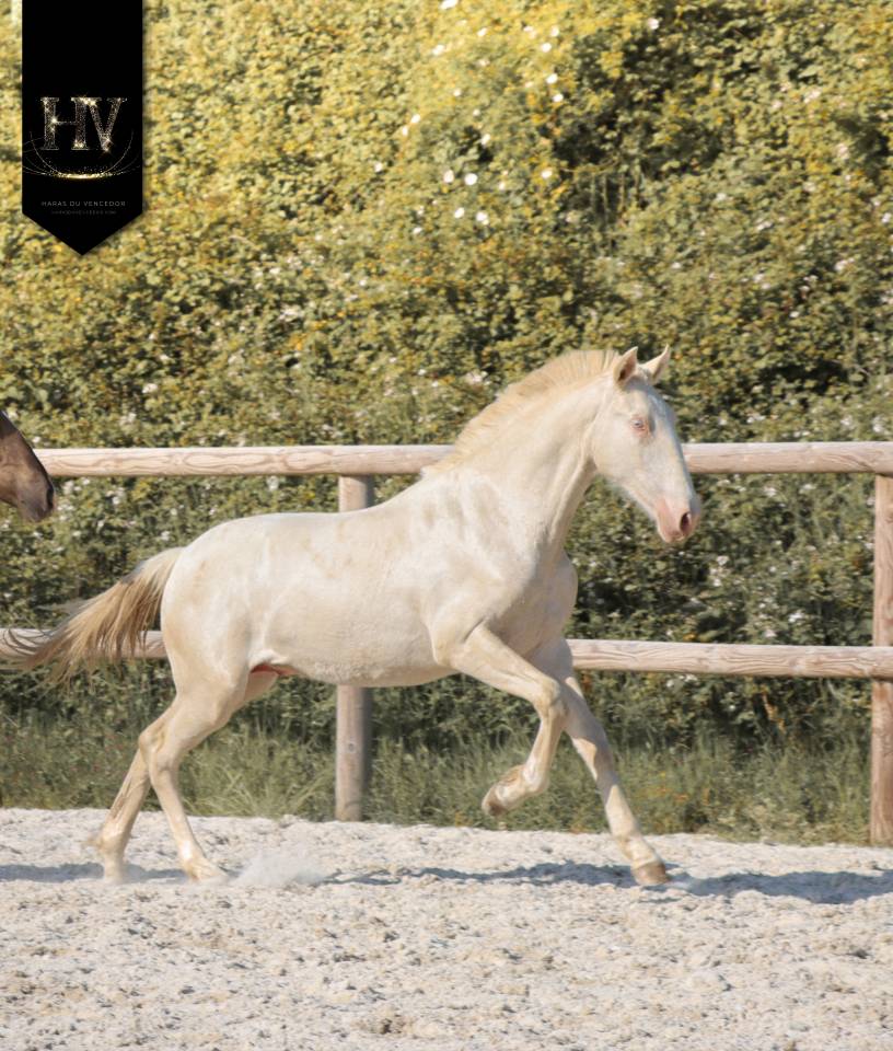 Veulen (ml) Lusitano Te koop 2025 Cr&egrave;me ,  Ouro JCL