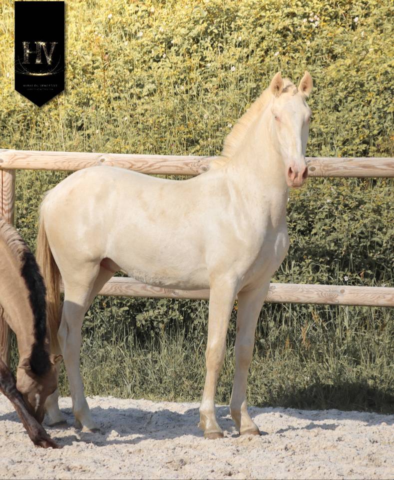 Veulen (ml) Lusitano Te koop 2025 Cr&egrave;me ,  Ouro JCL