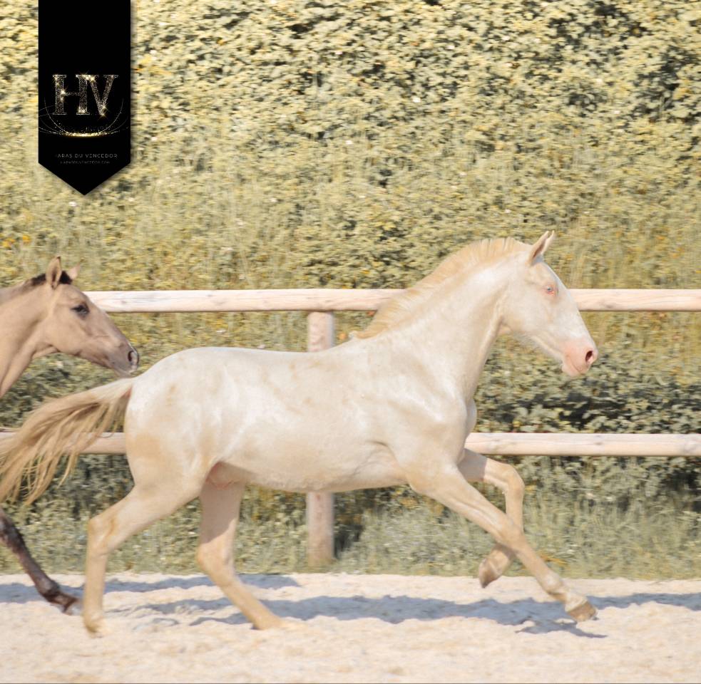 Veulen (ml) Lusitano Te koop 2025 Cr&egrave;me ,  Ouro JCL