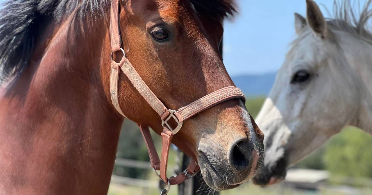 Ruin Franse rijpony PFS Te koop 2009 Donker bruin / bai