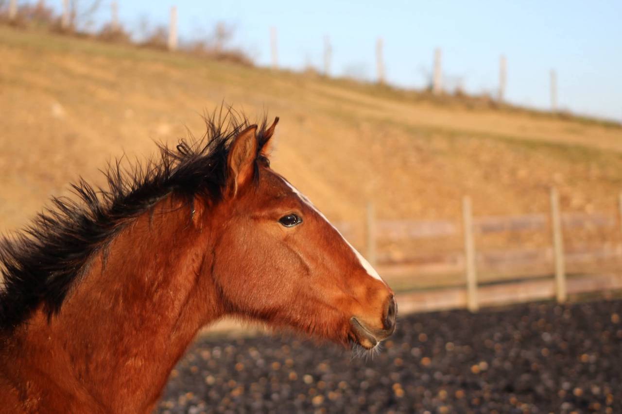 Ruin PRE Puur Ras Spaans Te koop 2025 Donker bruin / bai