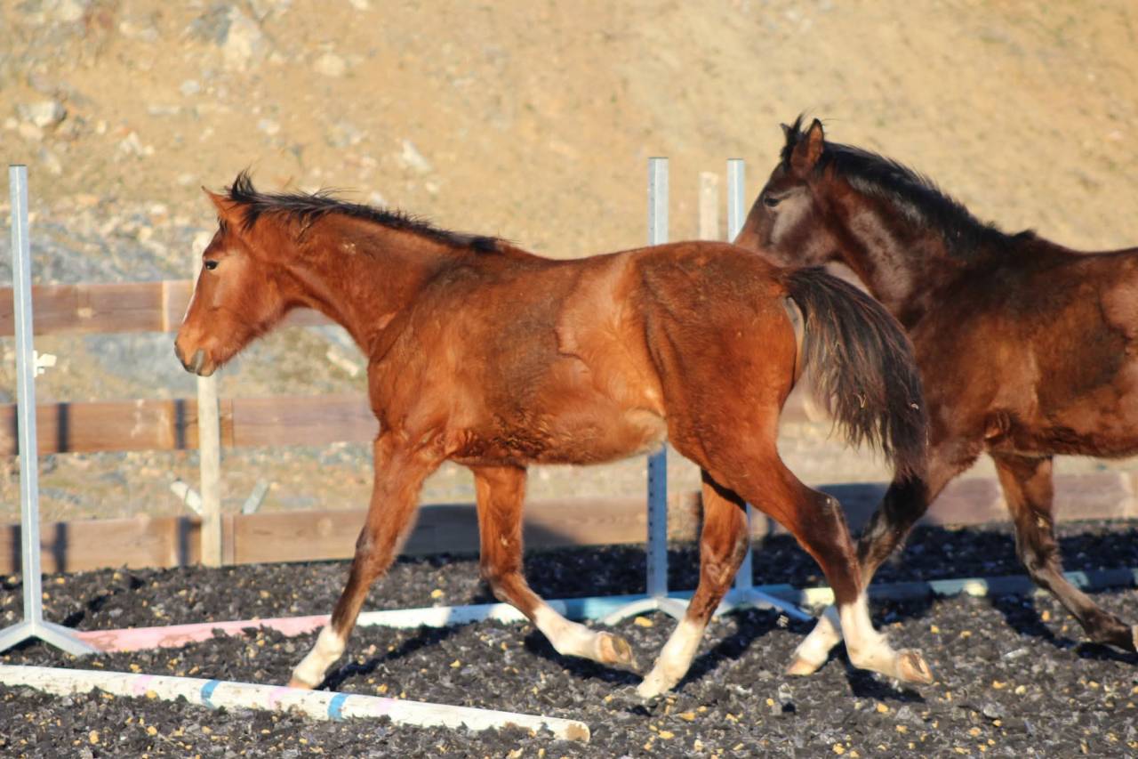 Ruin PRE Puur Ras Spaans Te koop 2025 Donker bruin / bai