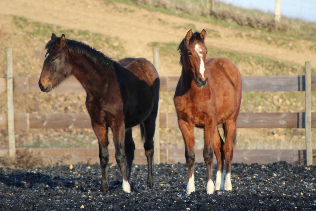 Ruin PRE Puur Ras Spaans Te koop 2025 Donker bruin / bai