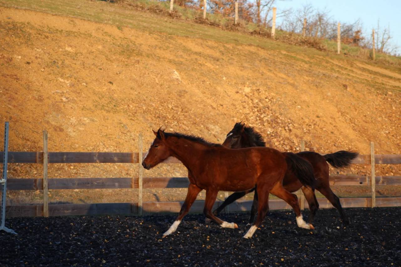 Ruin PRE Puur Ras Spaans Te koop 2025 Donker bruin / bai