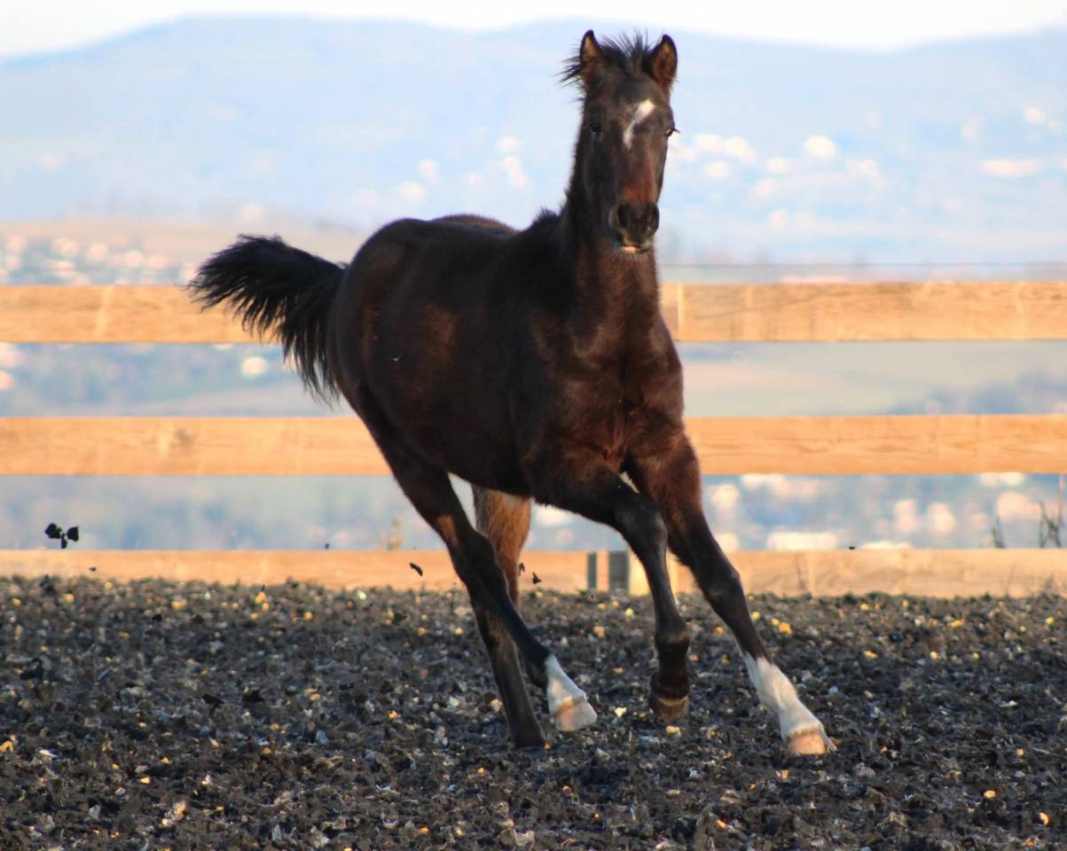 Ruin PRE Puur Ras Spaans Te koop 2025 Donker bruin / bai