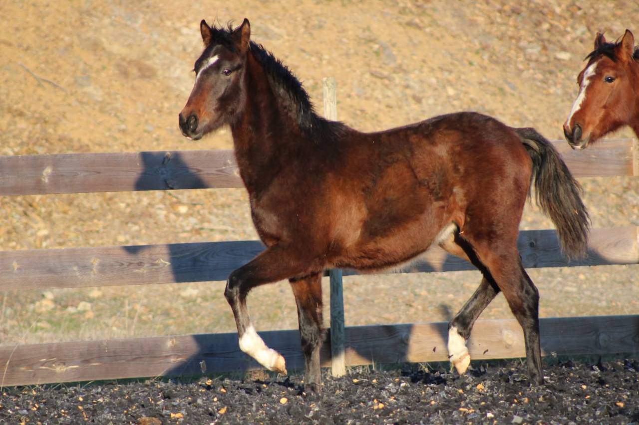 Ruin PRE Puur Ras Spaans Te koop 2025 Donker bruin / bai