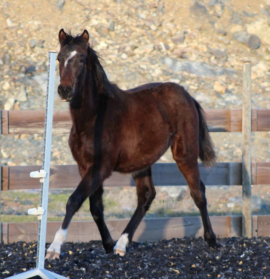 Ruin PRE Puur Ras Spaans Te koop 2025 Donker bruin / bai