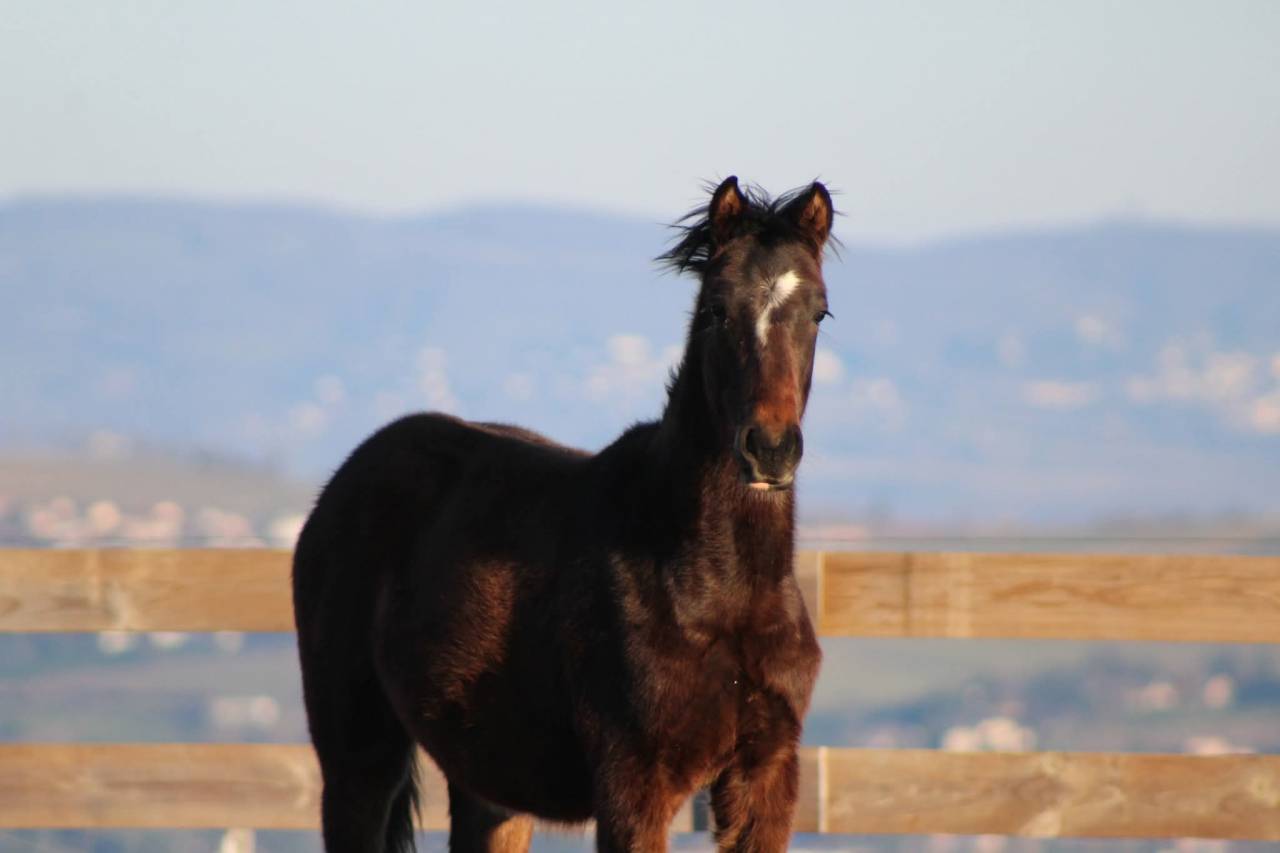 Ruin PRE Puur Ras Spaans Te koop 2025 Donker bruin / bai