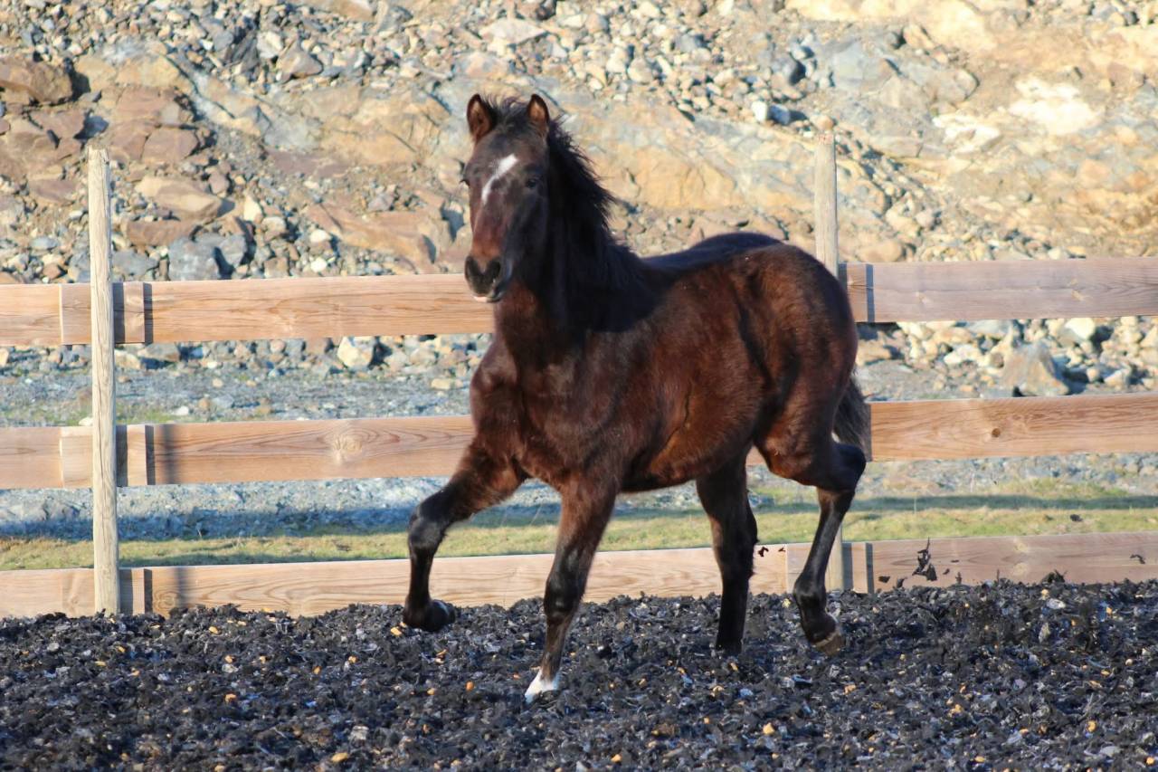 Ruin PRE Puur Ras Spaans Te koop 2025 Donker bruin / bai