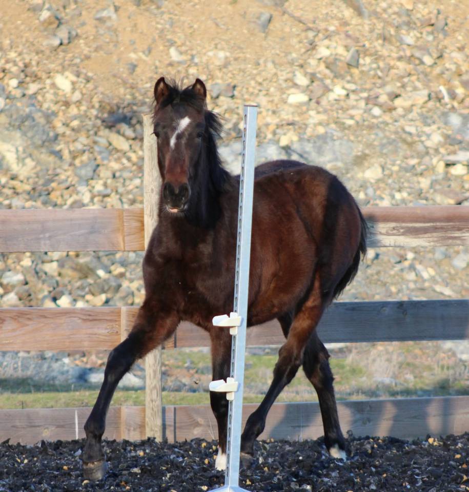 Ruin PRE Puur Ras Spaans Te koop 2025 Donker bruin / bai