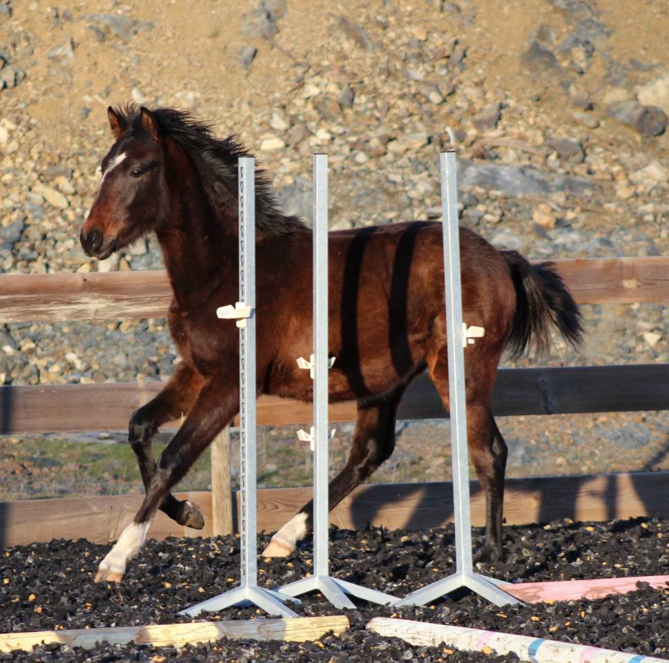 Ruin PRE Puur Ras Spaans Te koop 2025 Donker bruin / bai