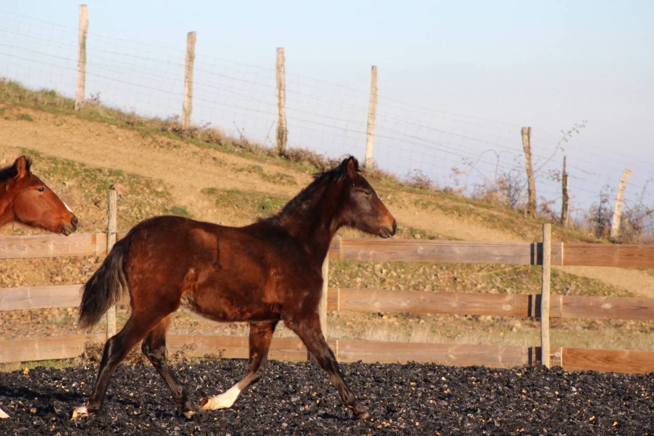 Ruin PRE Puur Ras Spaans Te koop 2025 Donker bruin / bai