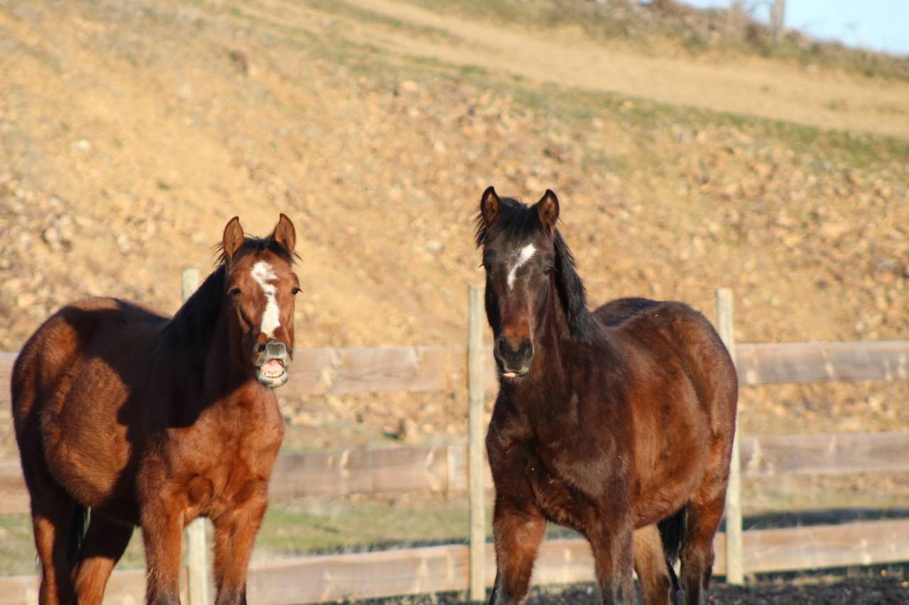 Ruin PRE Puur Ras Spaans Te koop 2025 Donker bruin / bai