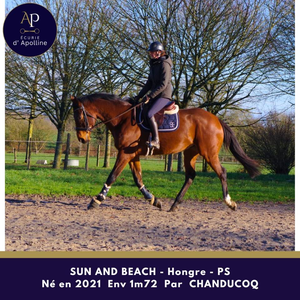 Ruin Volbloed Te koop 2021 Donker bruin / bai