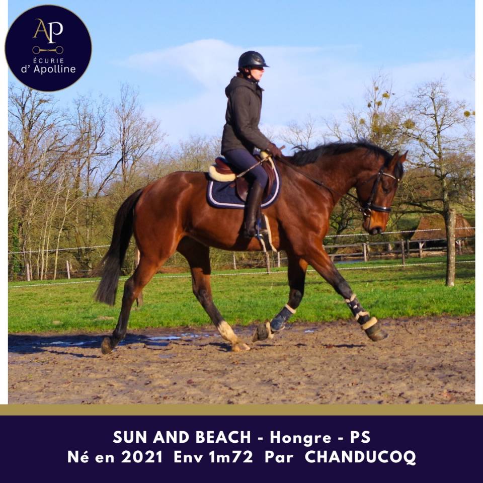 Ruin Volbloed Te koop 2021 Donker bruin / bai