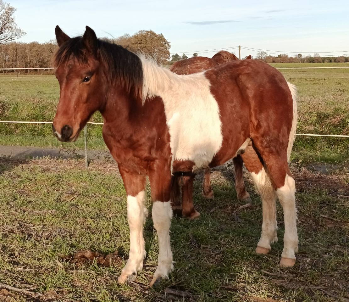 Hengst Pottok Te koop 2025 Bont ,  Imanol Unhaikoa