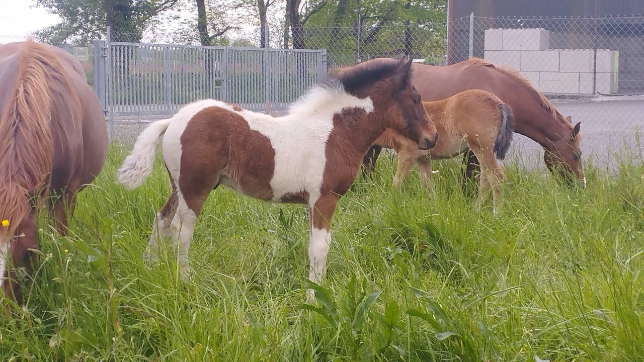 Hengst Pottok Te koop 2025 Bont ,  Imanol Unhaikoa