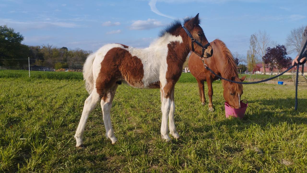 Hengst Pottok Te koop 2025 Bont ,  Imanol Unhaikoa