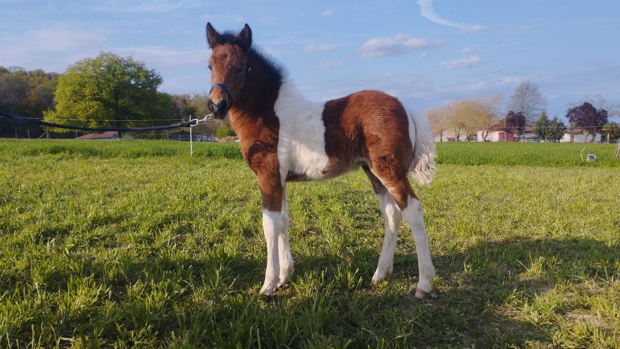 Hengst Pottok Te koop 2025 Bont ,  Imanol Unhaikoa