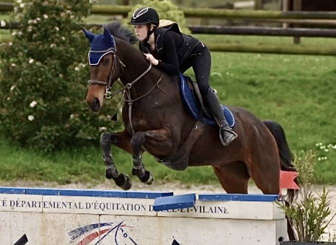 Ruin Volbloed Te koop 2018 Donker bruin / bai