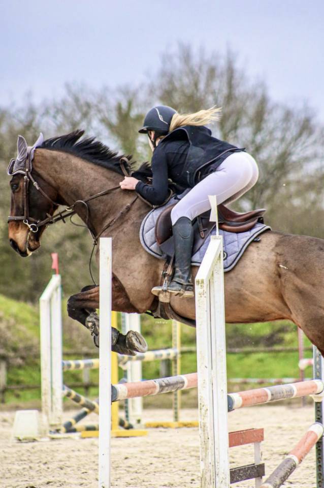 Ruin Volbloed Te koop 2018 Donker bruin / bai