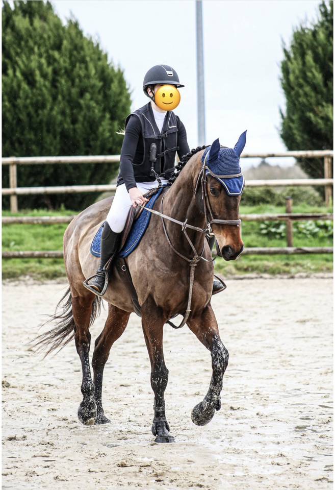 Ruin Volbloed Te koop 2018 Donker bruin / bai