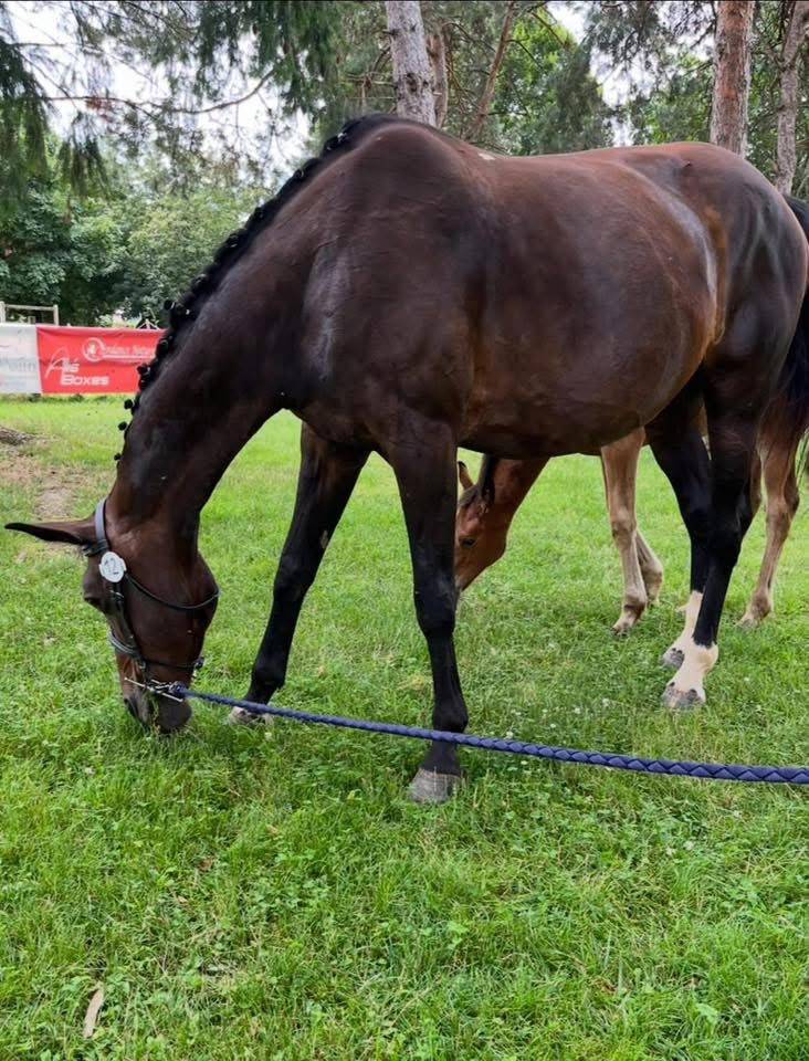 Merrie Selle Fran&ccedil;ais Te koop 2007 Bruin / Bai