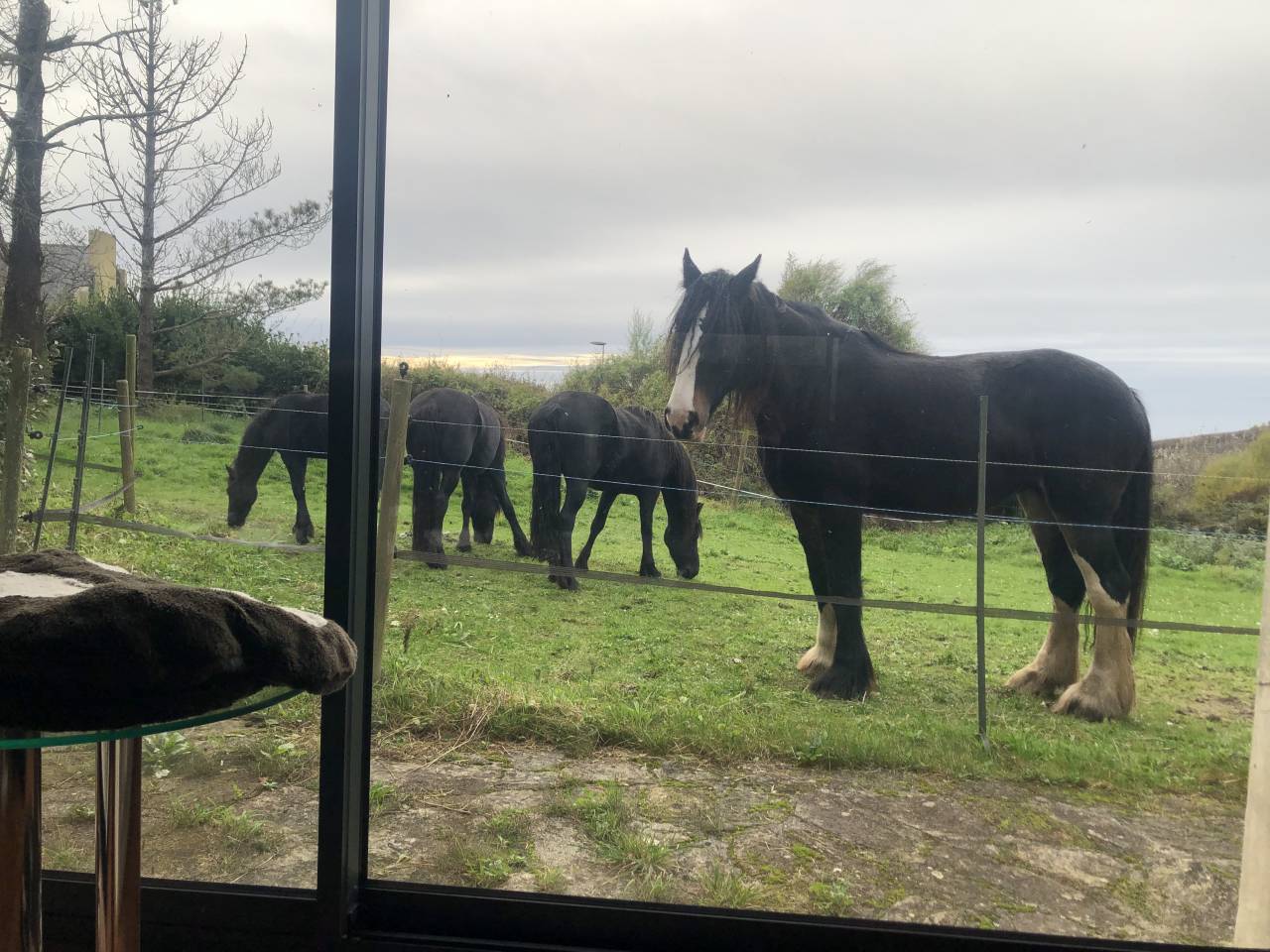 Hippisch vastgoed Koop Finist&egrave;re