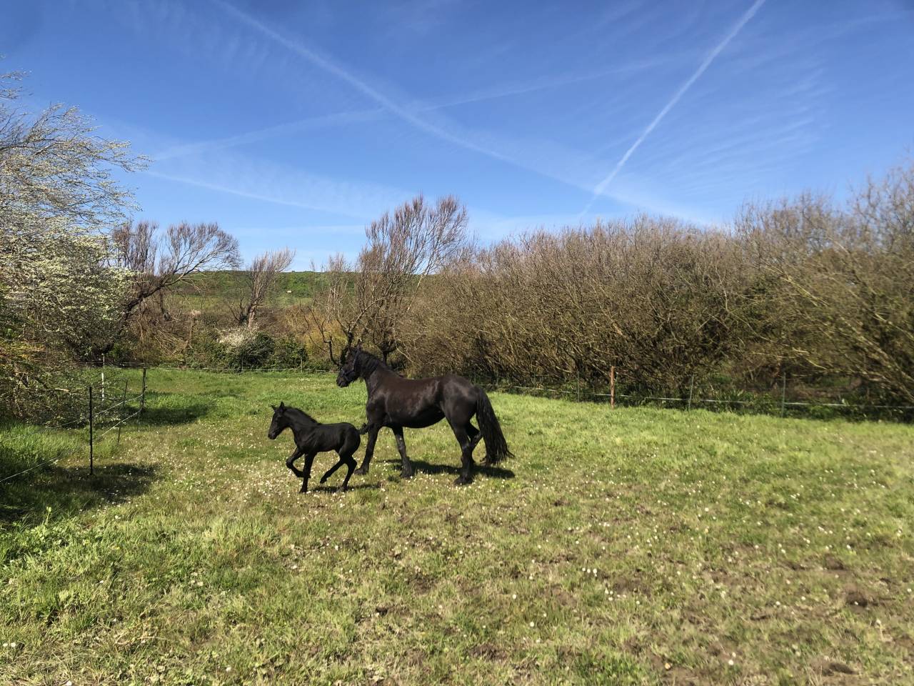 Hippisch vastgoed Koop Finist&egrave;re
