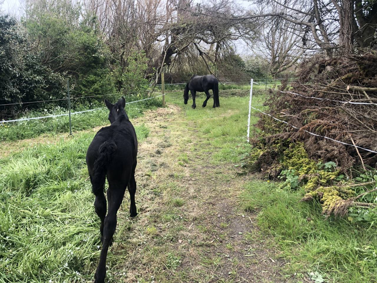 Hippisch vastgoed Koop Finist&egrave;re